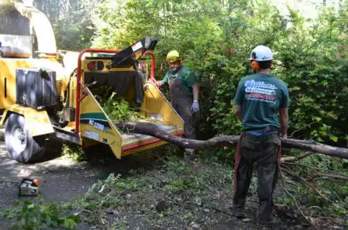 tree services San Jose